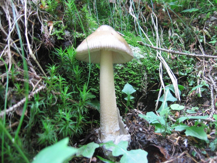 Bosco di abeti sulle Dolomiti, 1700 m